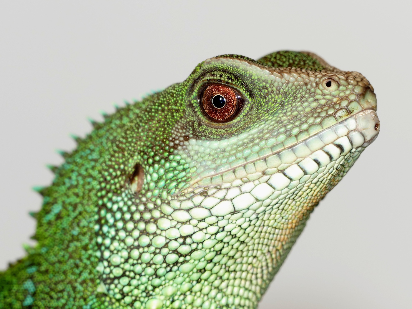 Китайский водный дракон на сером фоне