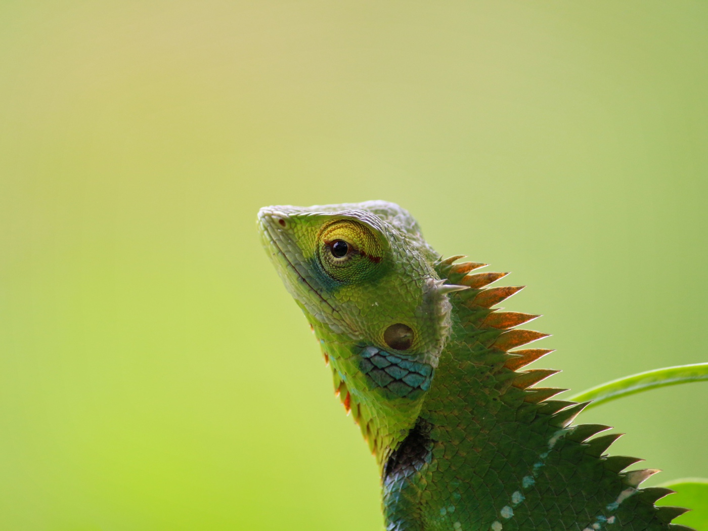 Зеленый хамелеон сливается с фоном