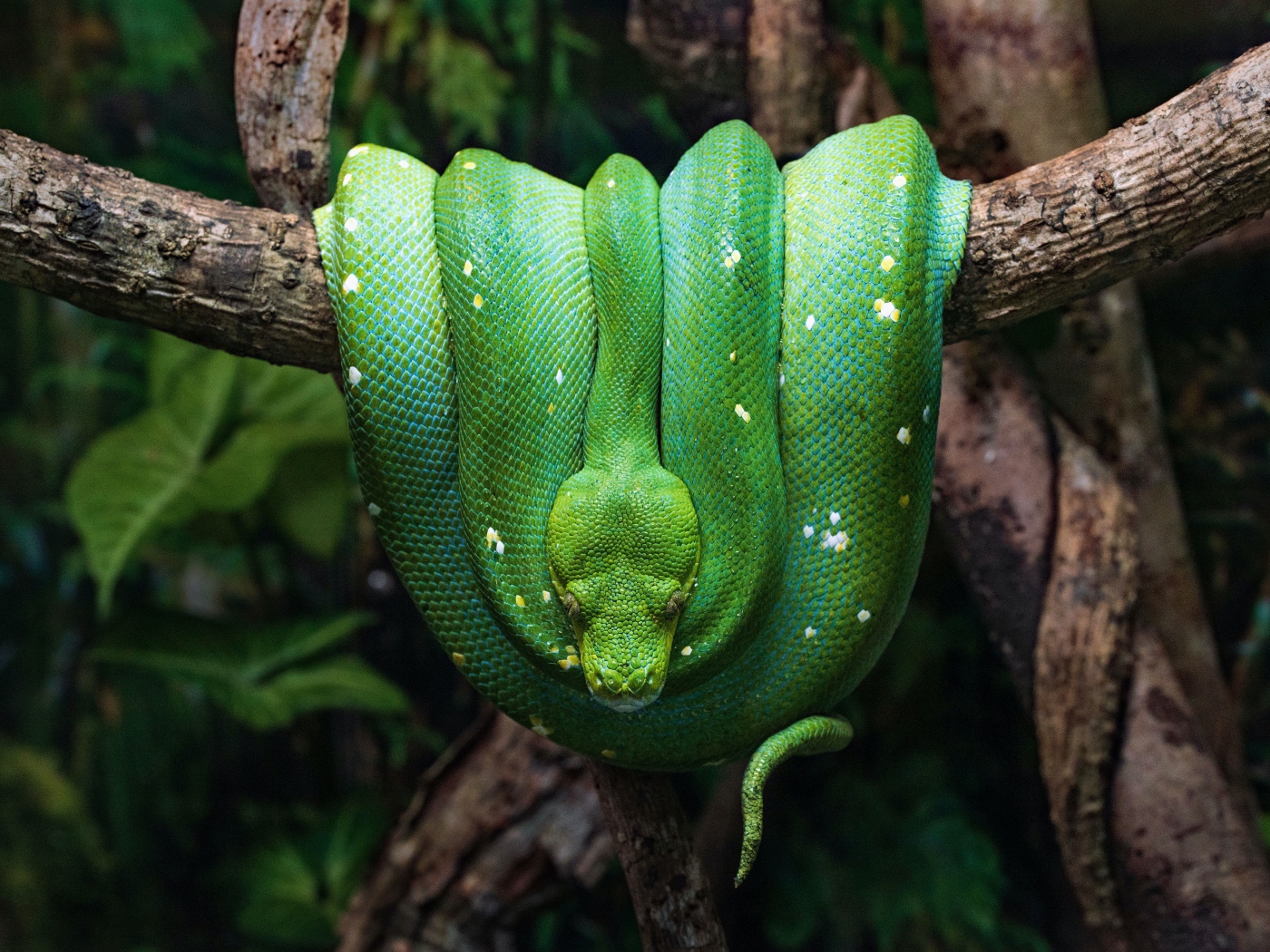 Зеленая змея висит на ветке дерева 