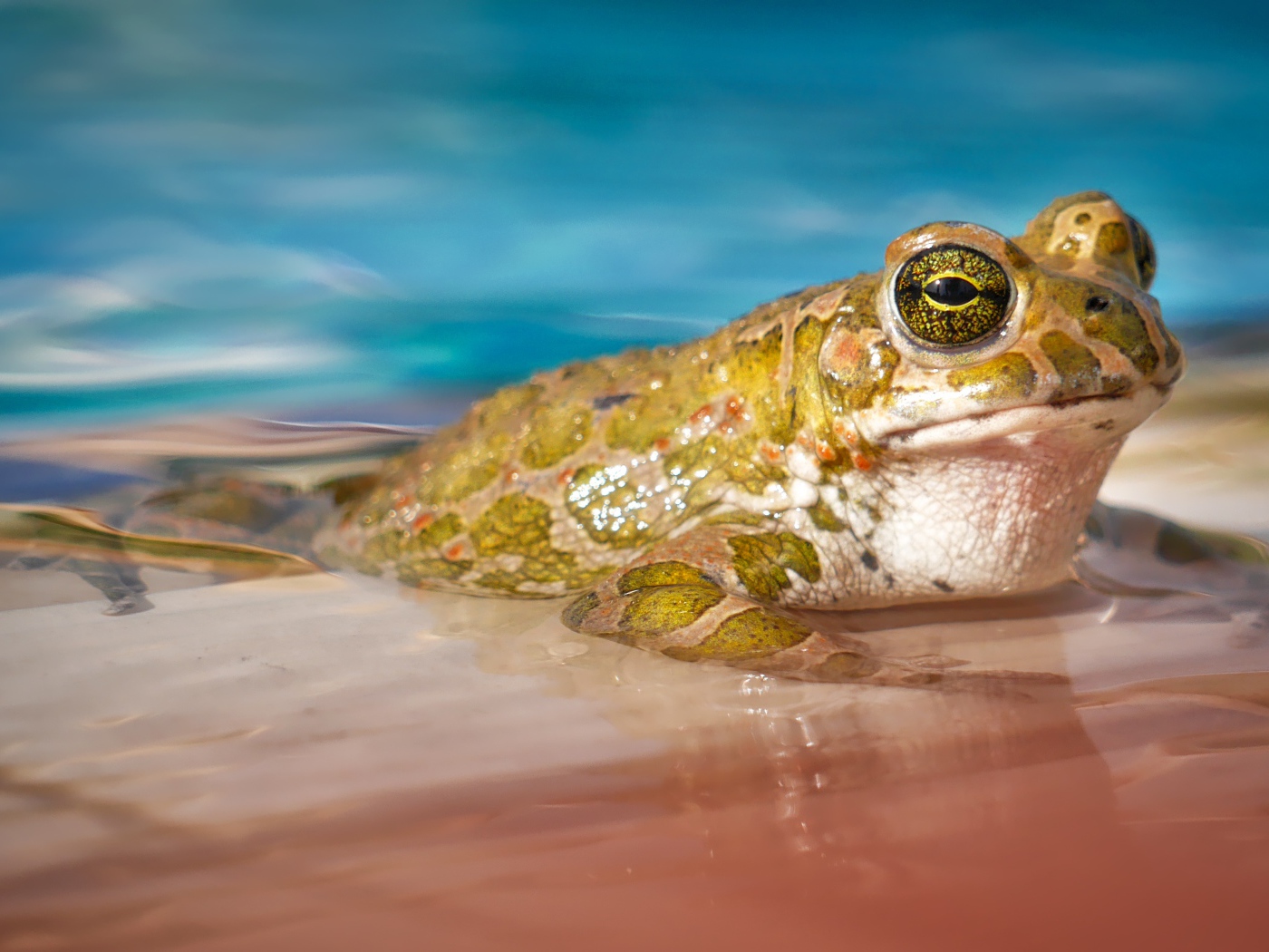 Зеленая жаба сидит в голубой воде