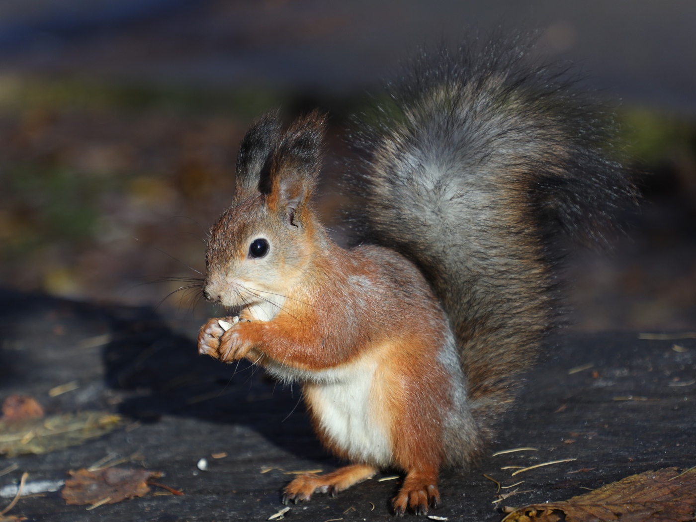 Маленькая рыжая белка грызет орех