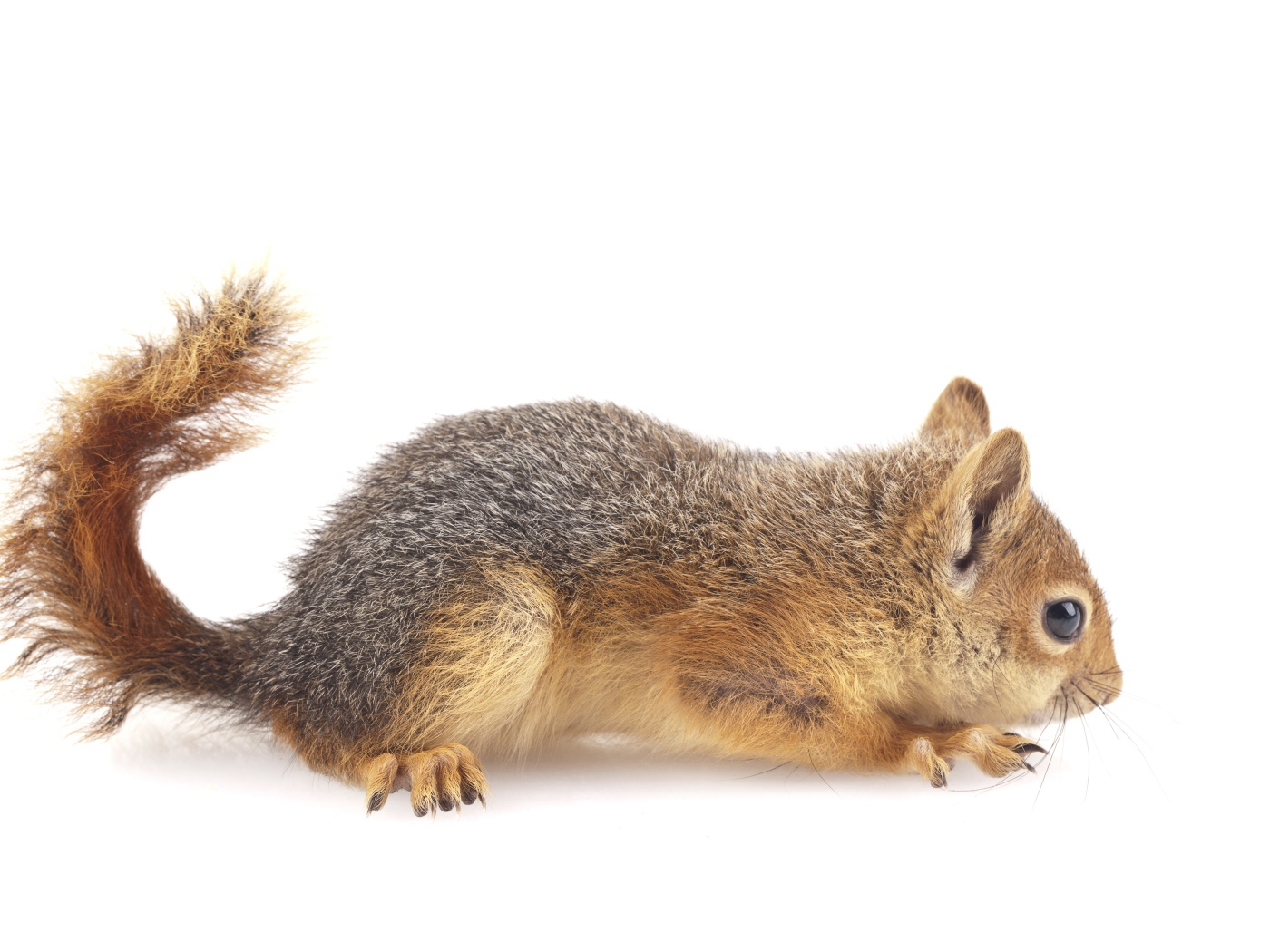 Маленькая рыжая белка на белом фоне 