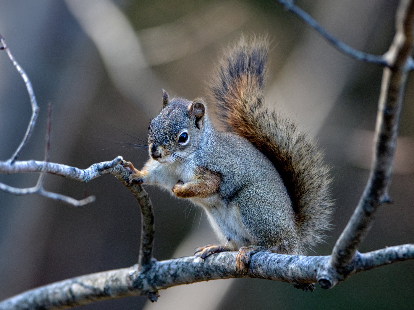 Маленькая белка сидит на тонкой ветке 