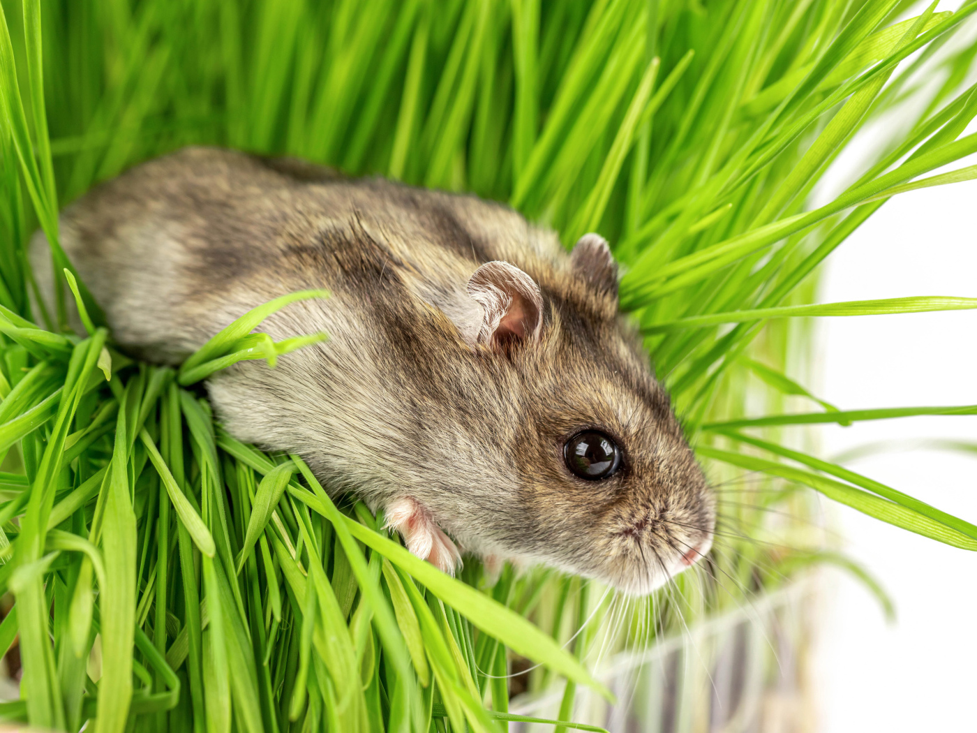 Маленький серый хомяк в зеленой траве на белом фоне