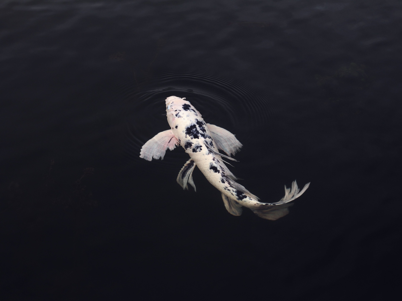 Белый карп в черной воде