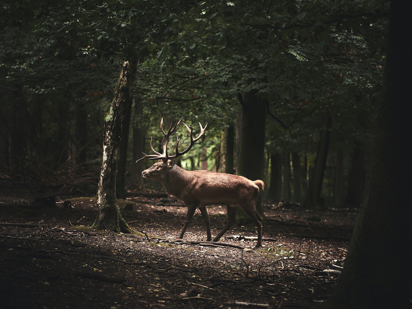 Большой олень с рогами идет по лесу 
