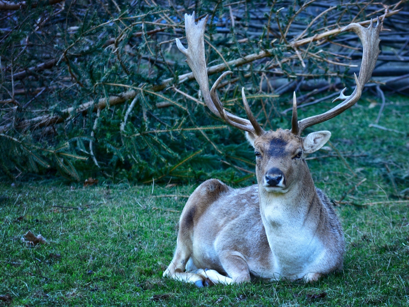 Самец лани с большими рогами