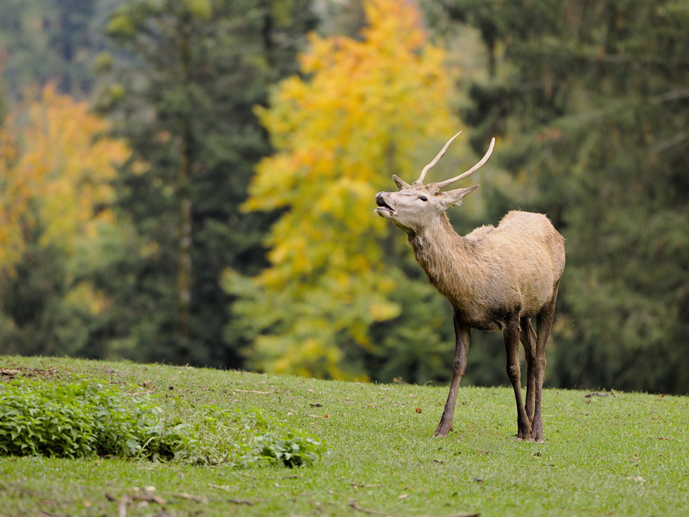 Олень кричит в лесу 