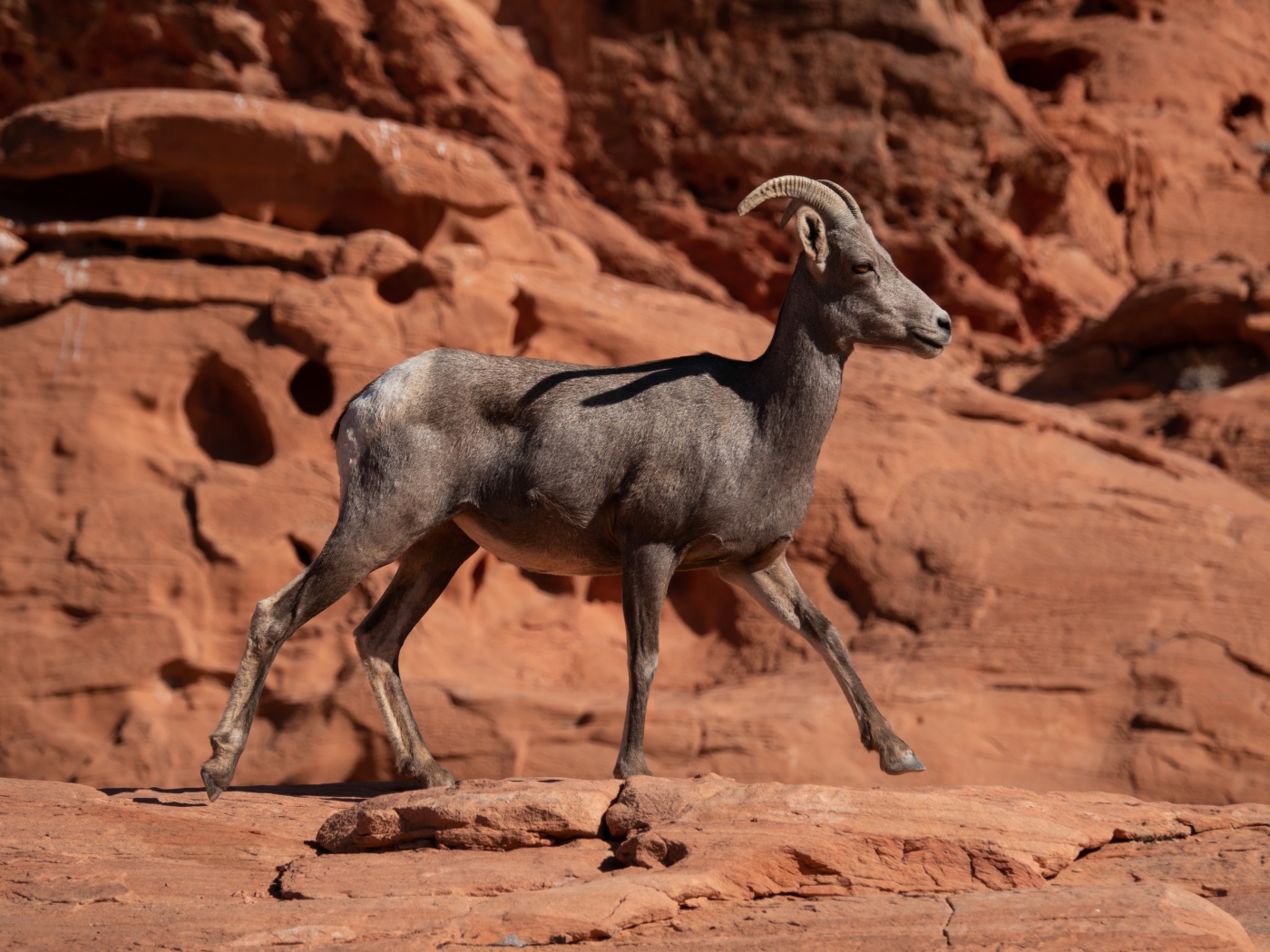 Нубийский горный козёл идет по камням