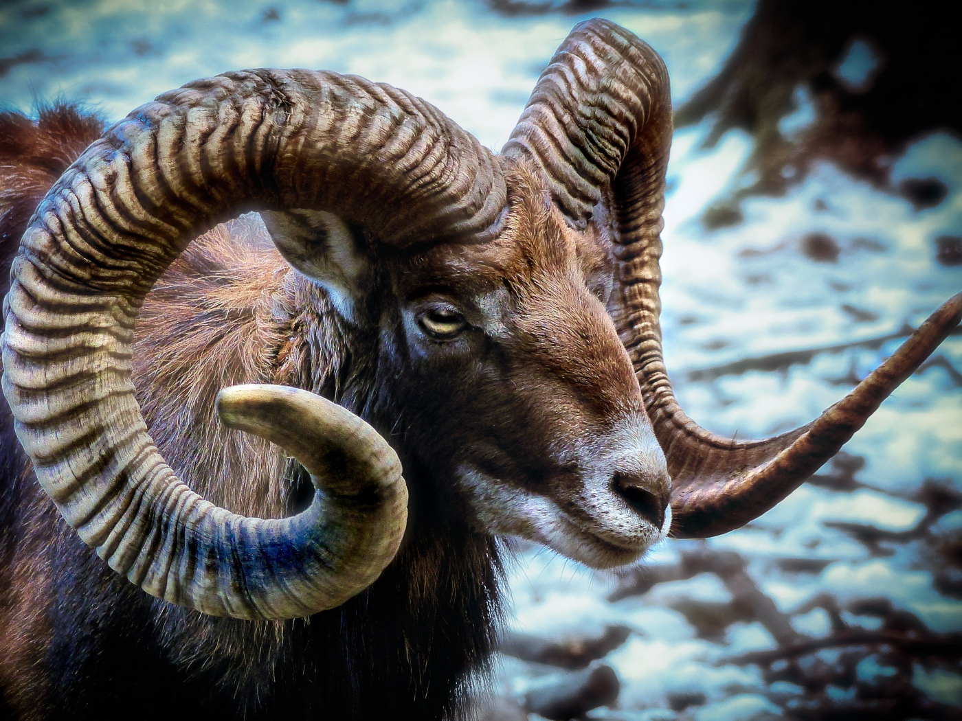 Дикий муфлон с большими рогами