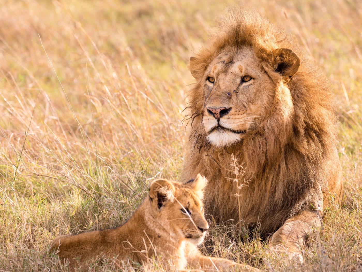 Большой лев на поляне с маленьким львенком