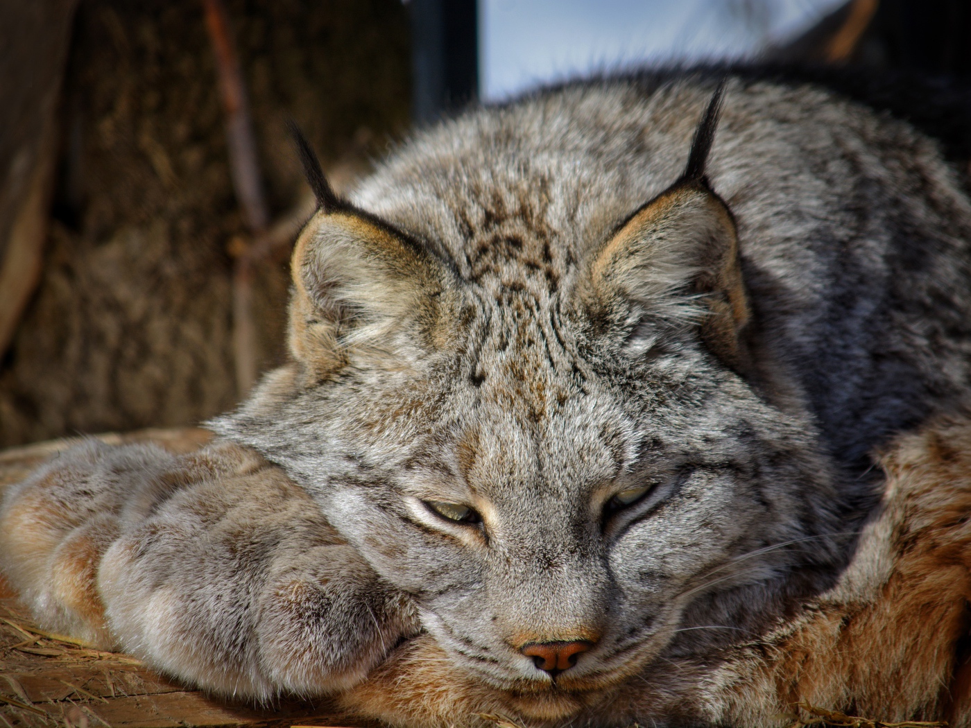 Рысь дремлет на солнце