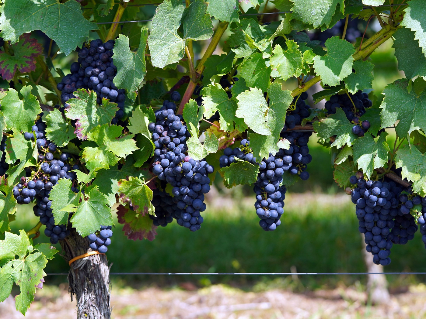 Большие гроздья синего винного винограда на лозе