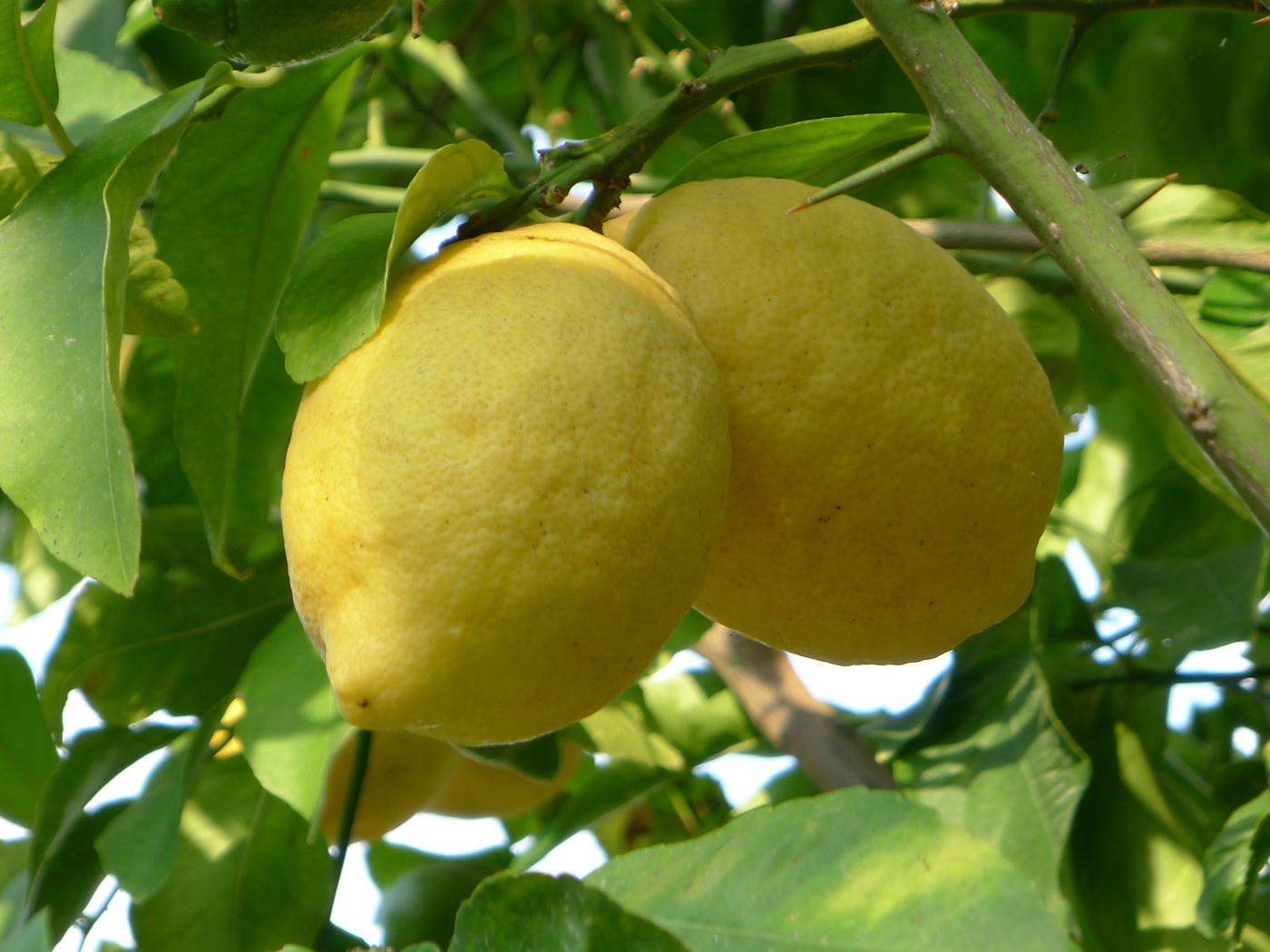 Два больших желтых лимона на ветке в листьях