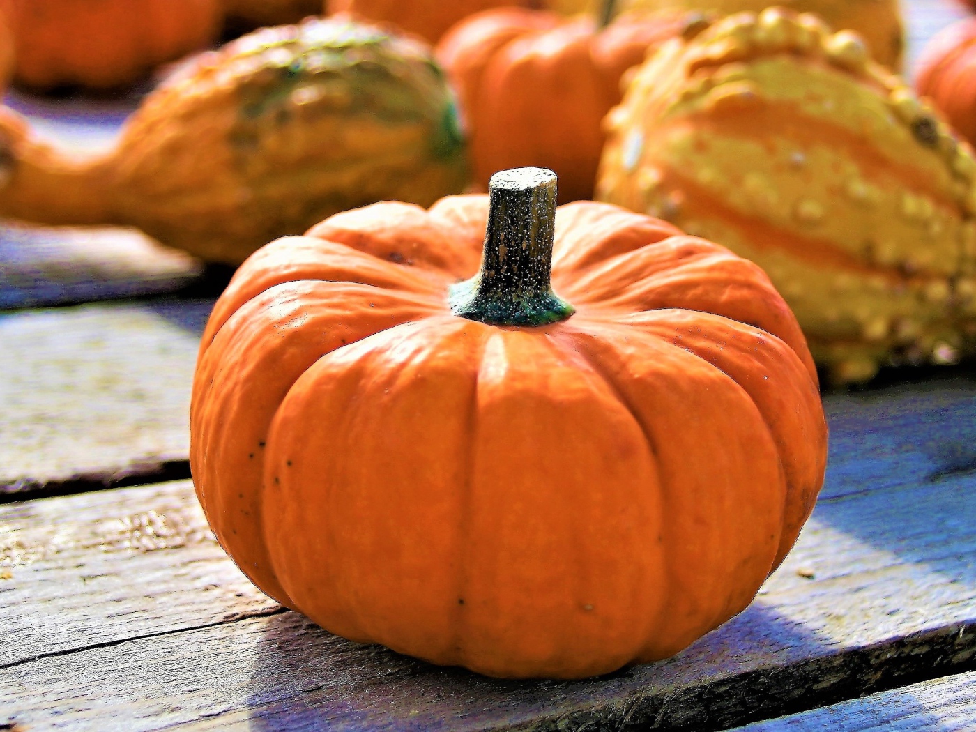 Большая оранжевая тыква на праздник Хэллоуин