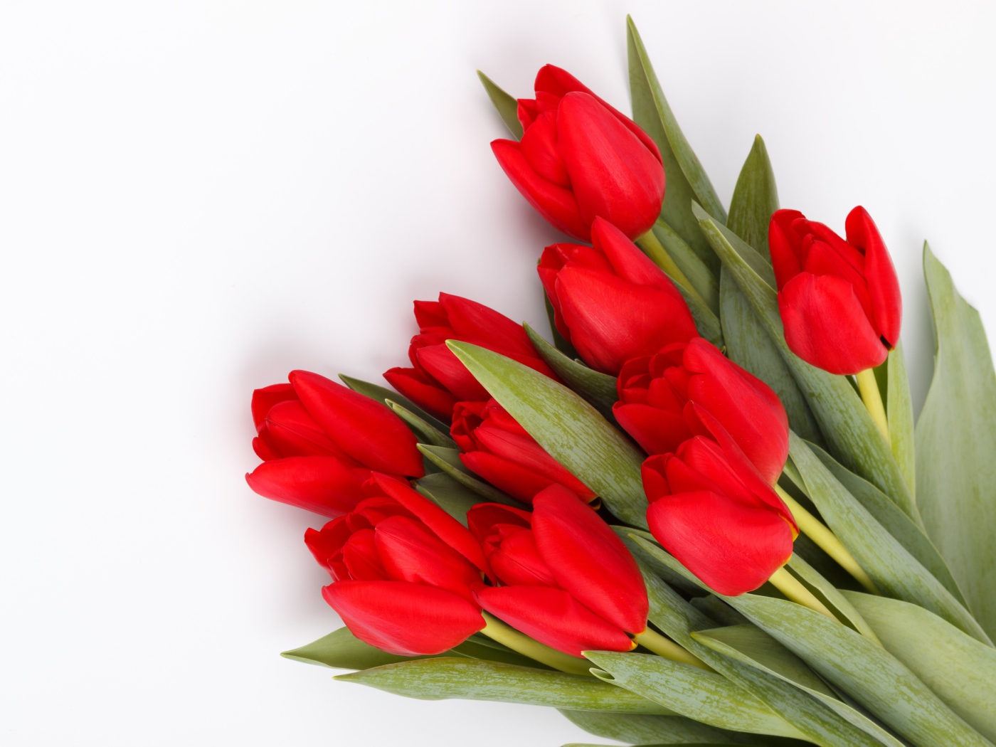 Большой букет красных тюльпанов на белом фоне на 8 марта