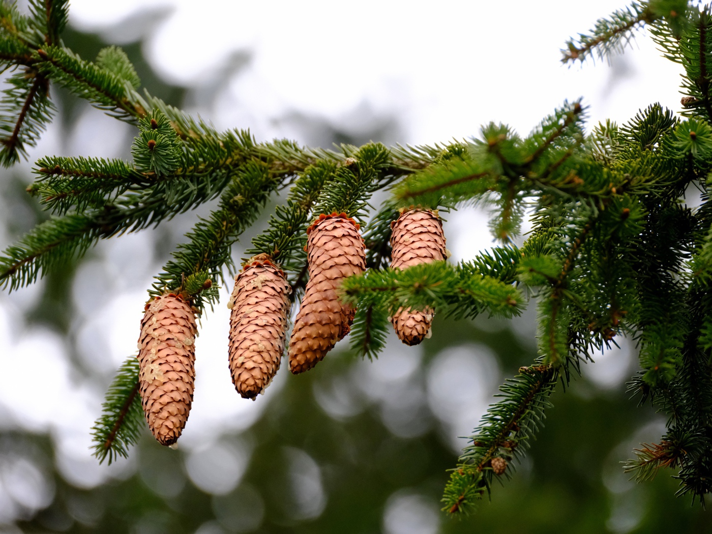 Большие коричневые шишки на зеленой ветке ели 