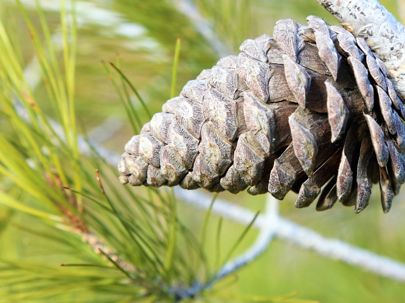 Большая шишка на ветке колючей сосны 