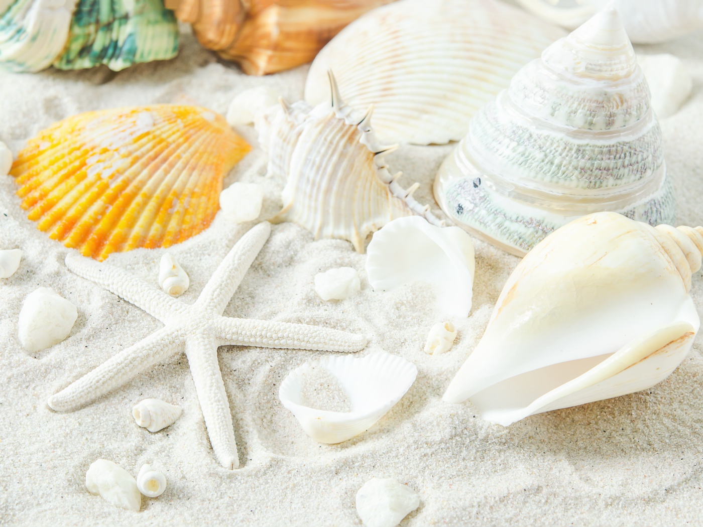 Большие белые ракушки и морская звезда на песке
