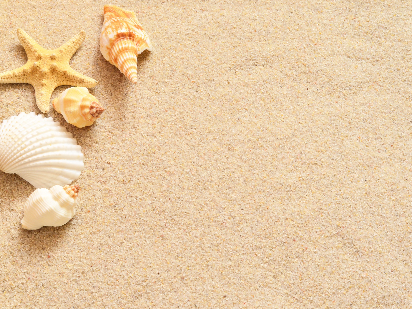 Ракушки и морская звезда лежат на желтом песке