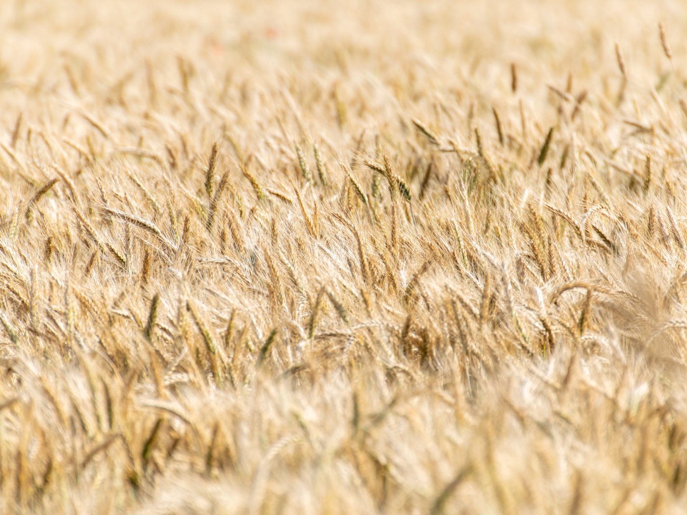 Поле спелой пшеницы осенью