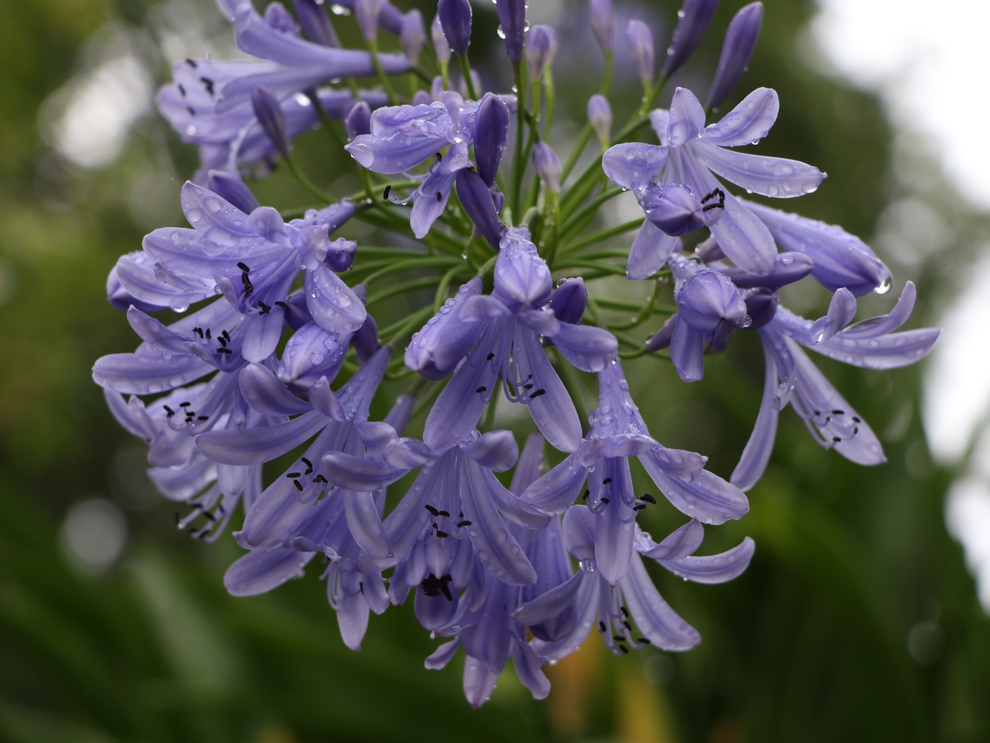 Красивые цветы Агапантус в каплях росы