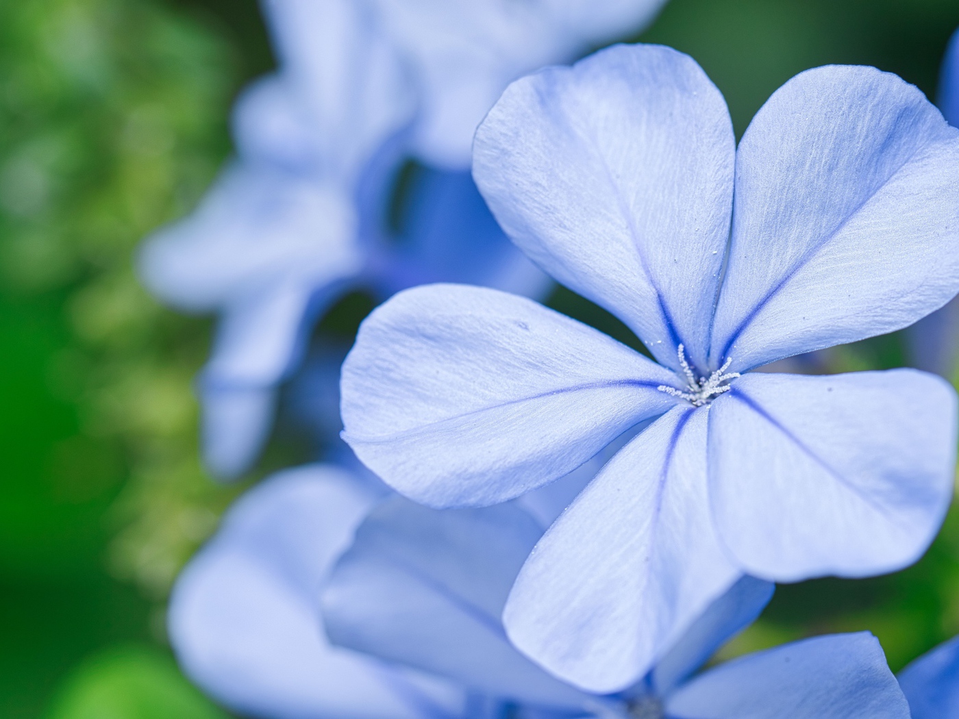 Красивый голубой цветок флокса крупным планом 