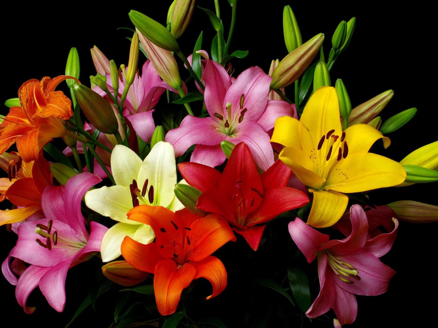 Красивый разноцветный букет лилий на черном фоне