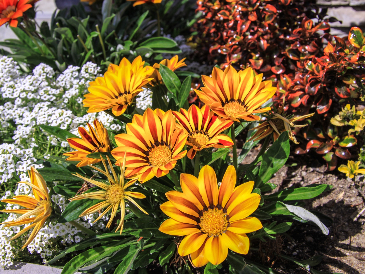 Красивые оранжевые цветы газания на клумбе