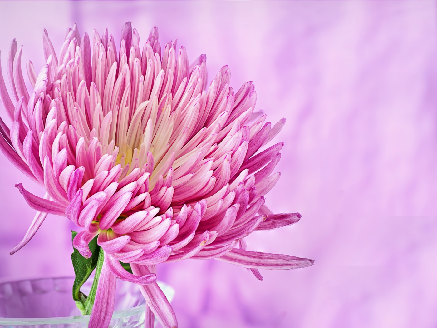 Красивый розовый цветок астры крупным планом