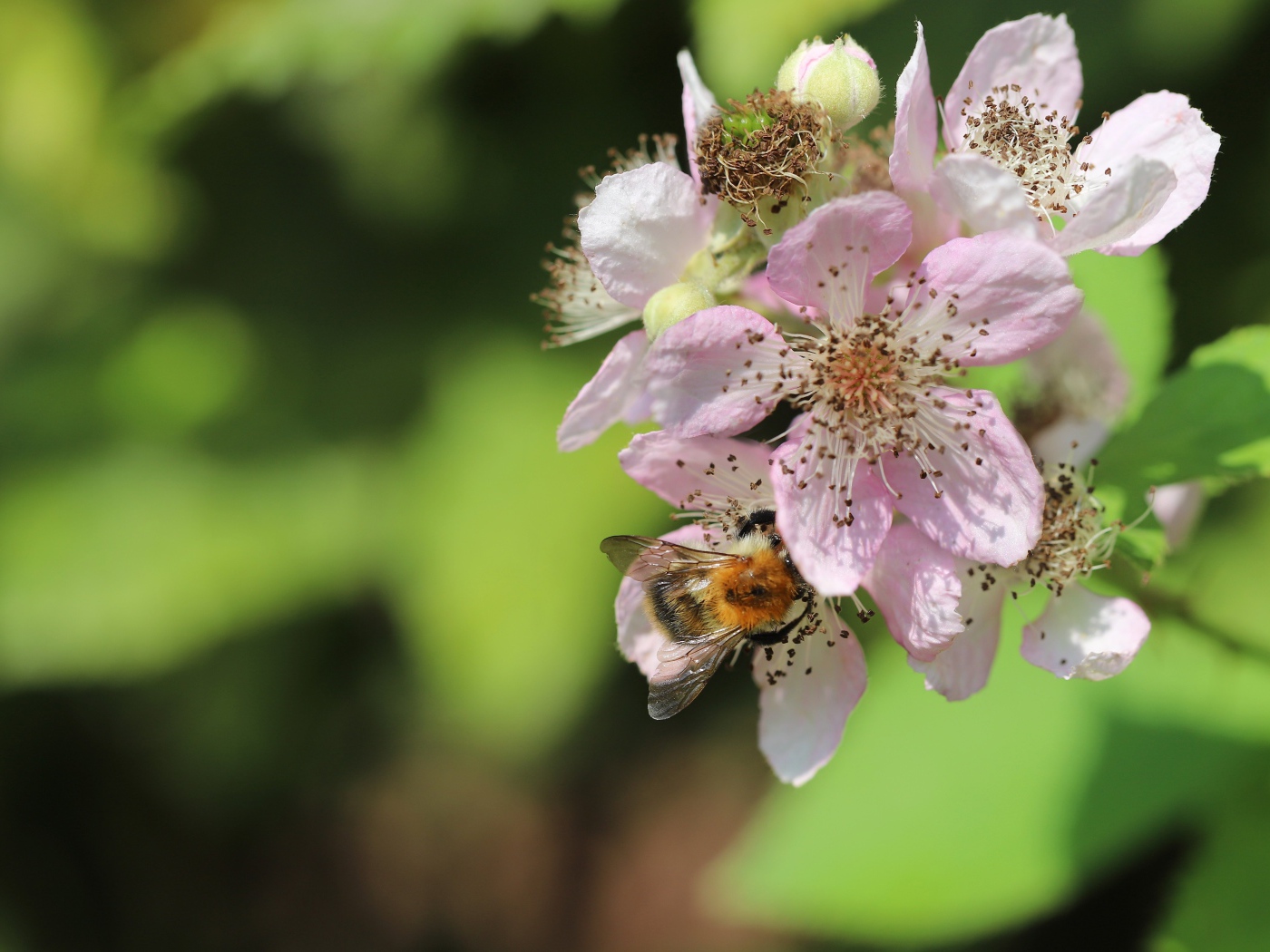 Красивые розовые цветы яблони крупным планом