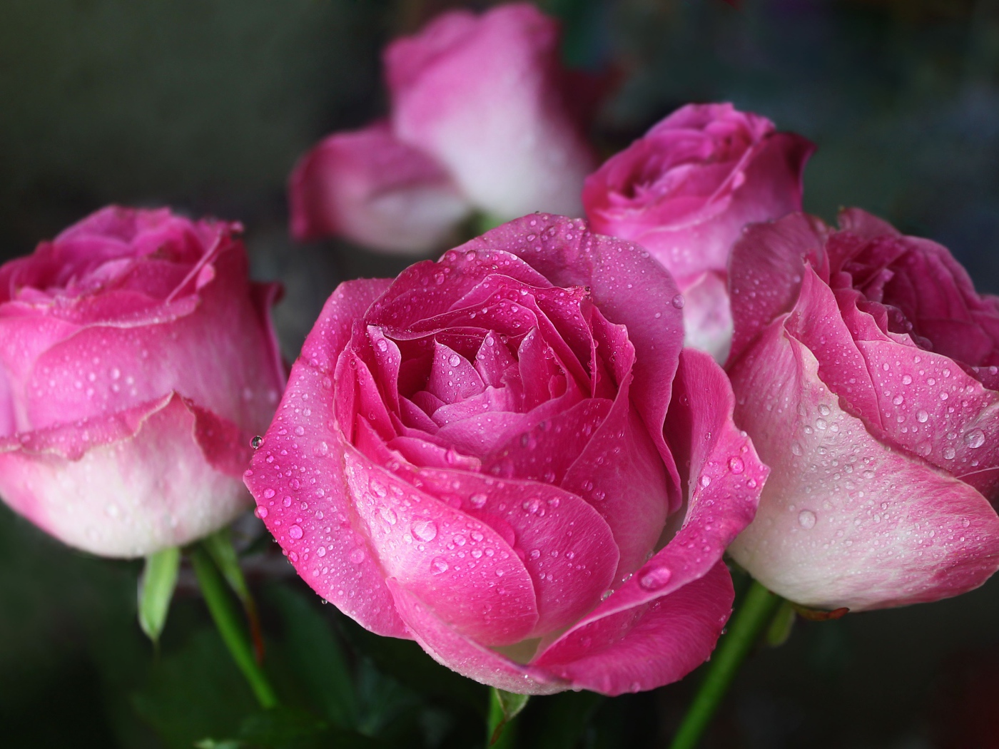 Красивые цветы розы в каплях росы 