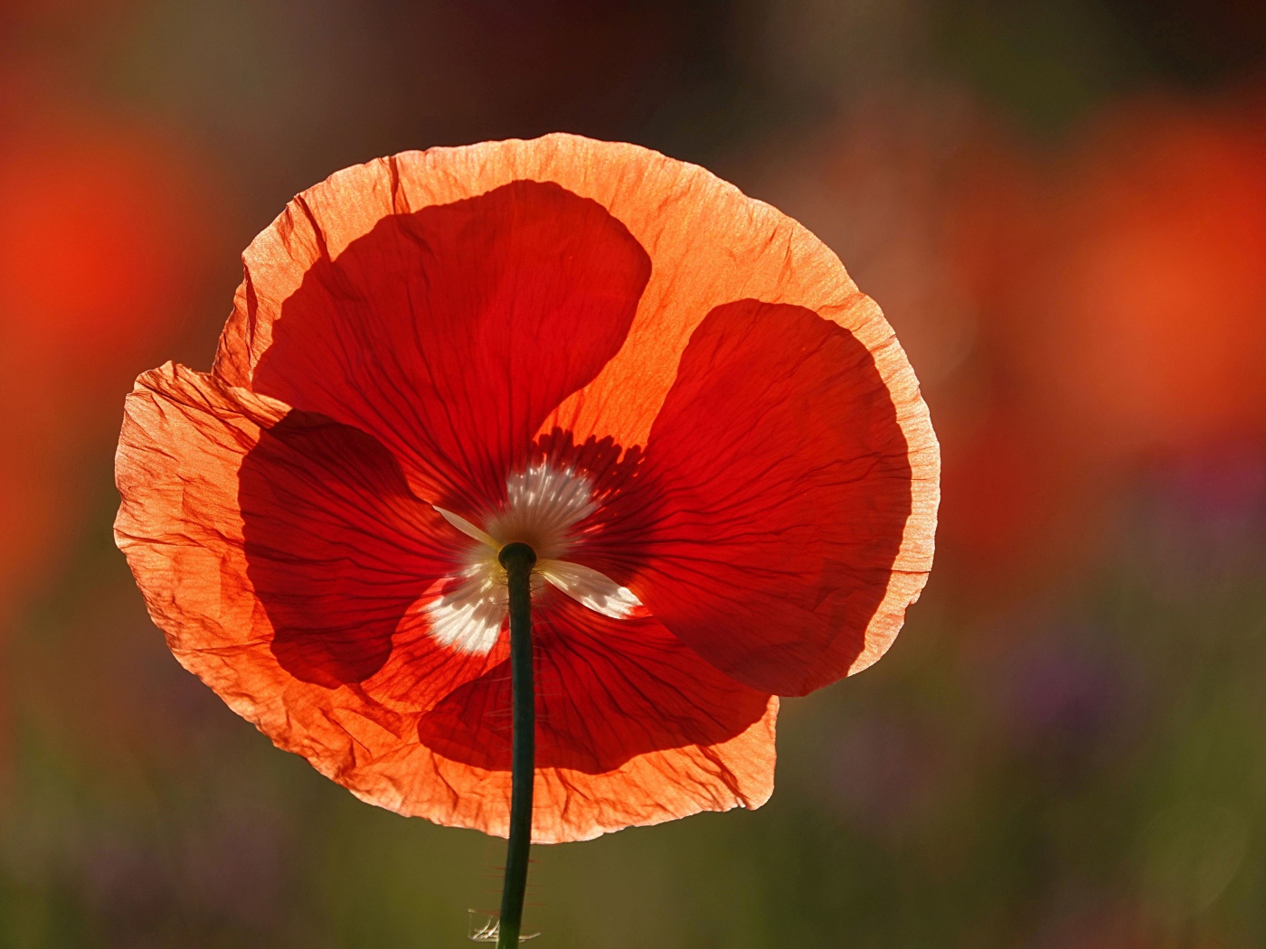 Красивый алый мак в лучах летнего солнца