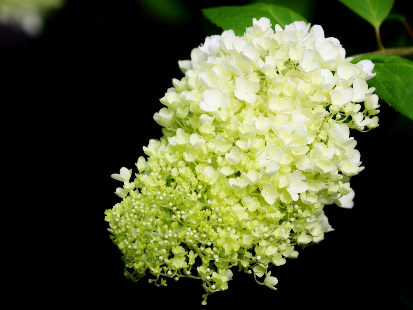 Красивые белые цветы Гортензии на черном фоне