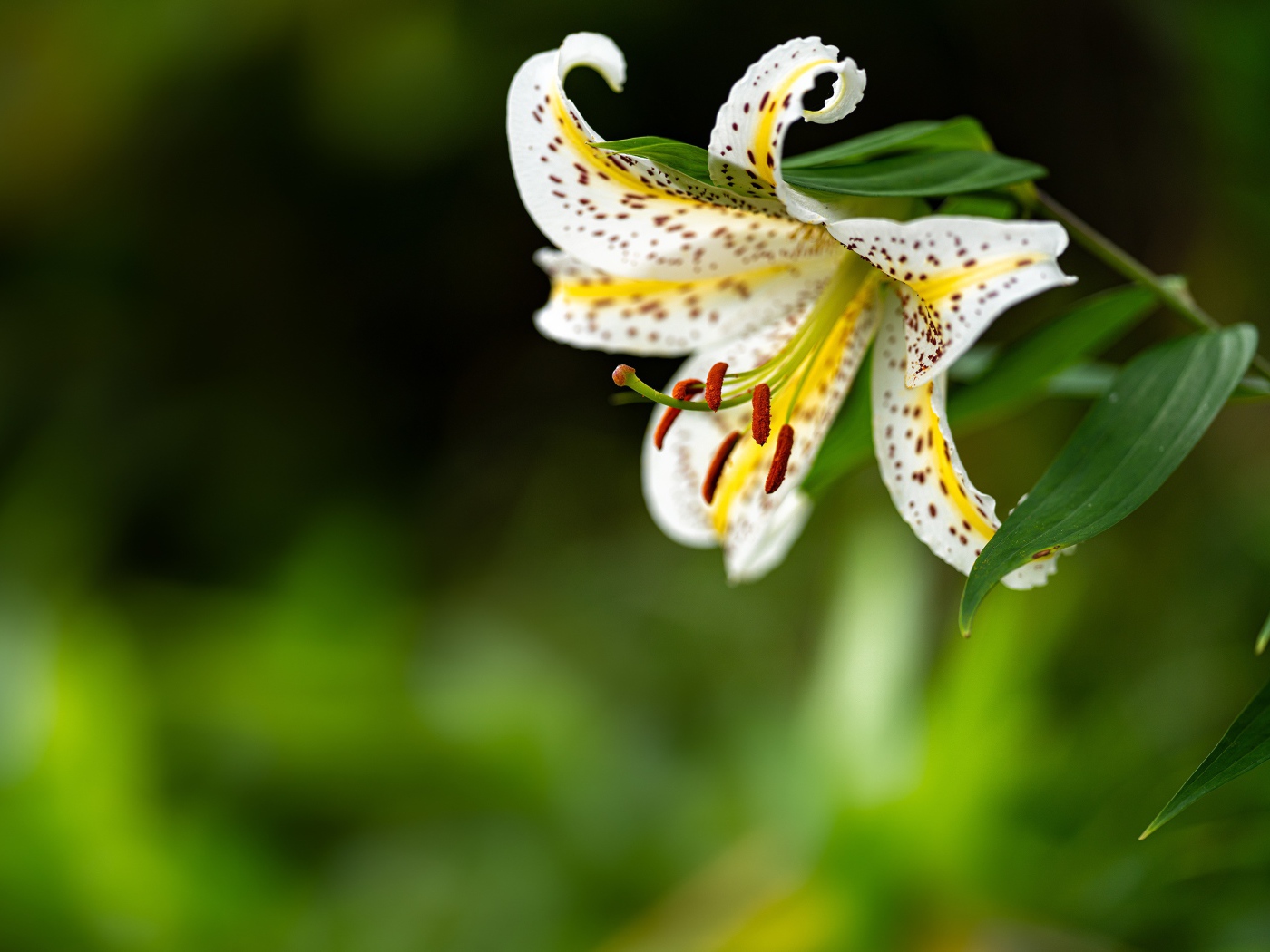 Красивая белая тигровая лилия на клумбе