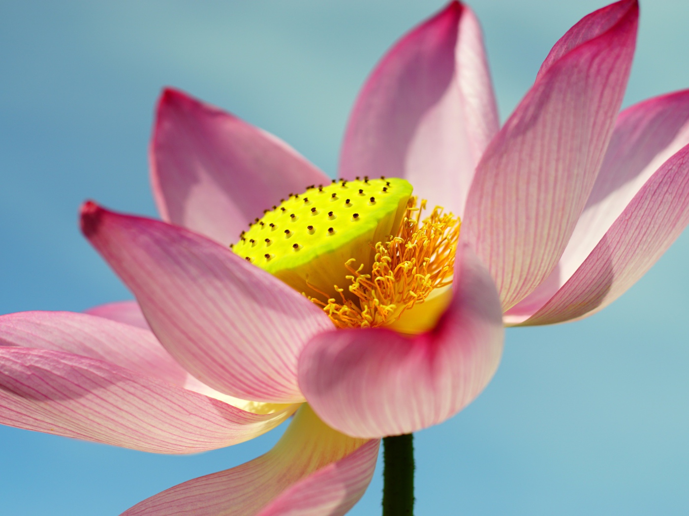 Большой розовый цветок лотоса на голубом фоне 