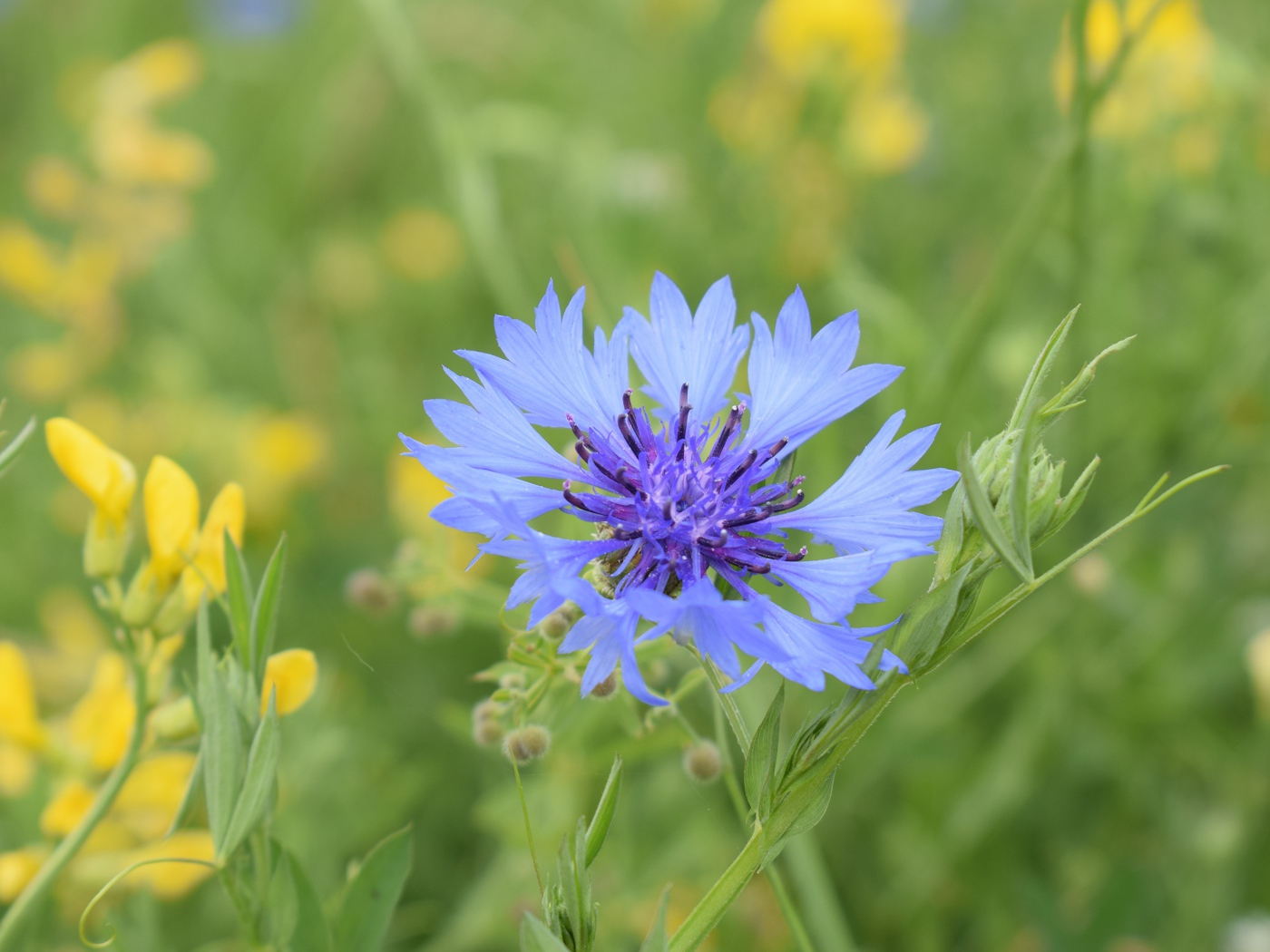 Синий полевой василек с желтыми цветами