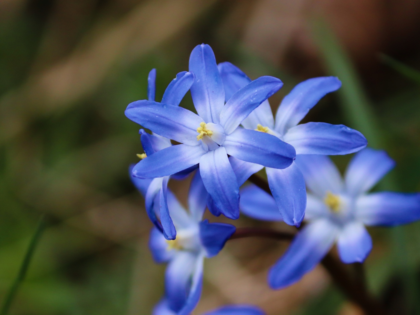 Голубые первые весенние цветы пролесок крупным планом