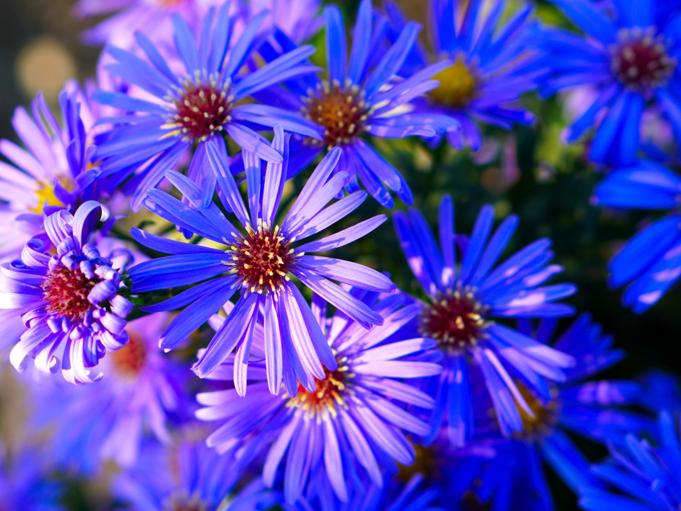 Синие цветы сентябринки крупным планом