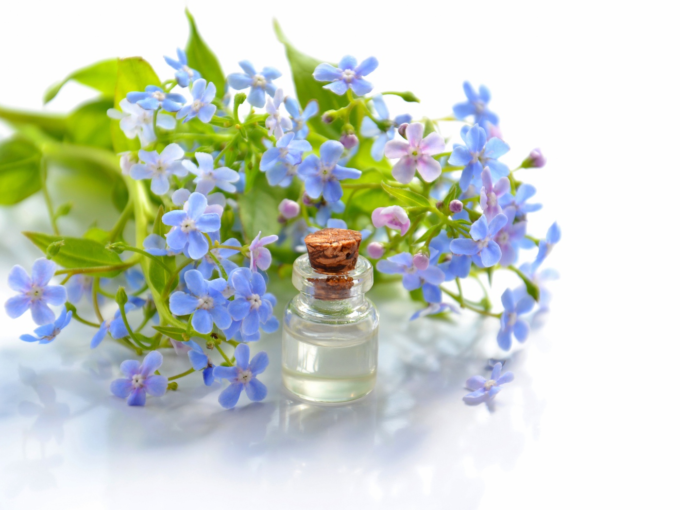 Голубые цветы незабудки на белом фоне с маслом