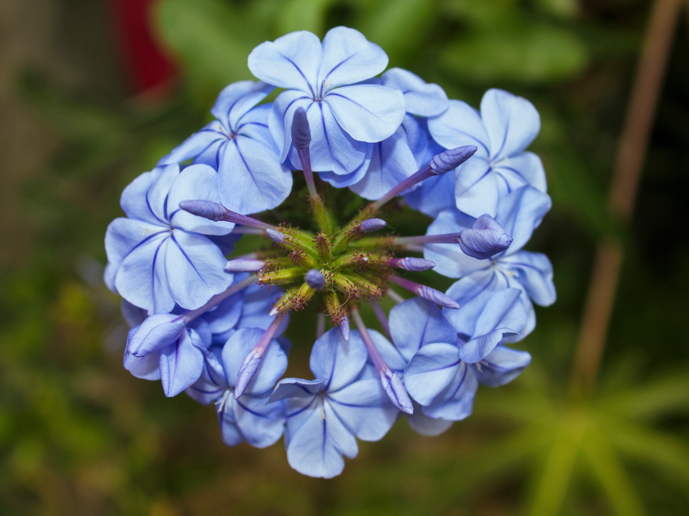 Голубой цветок плюмбаго крупным планом
