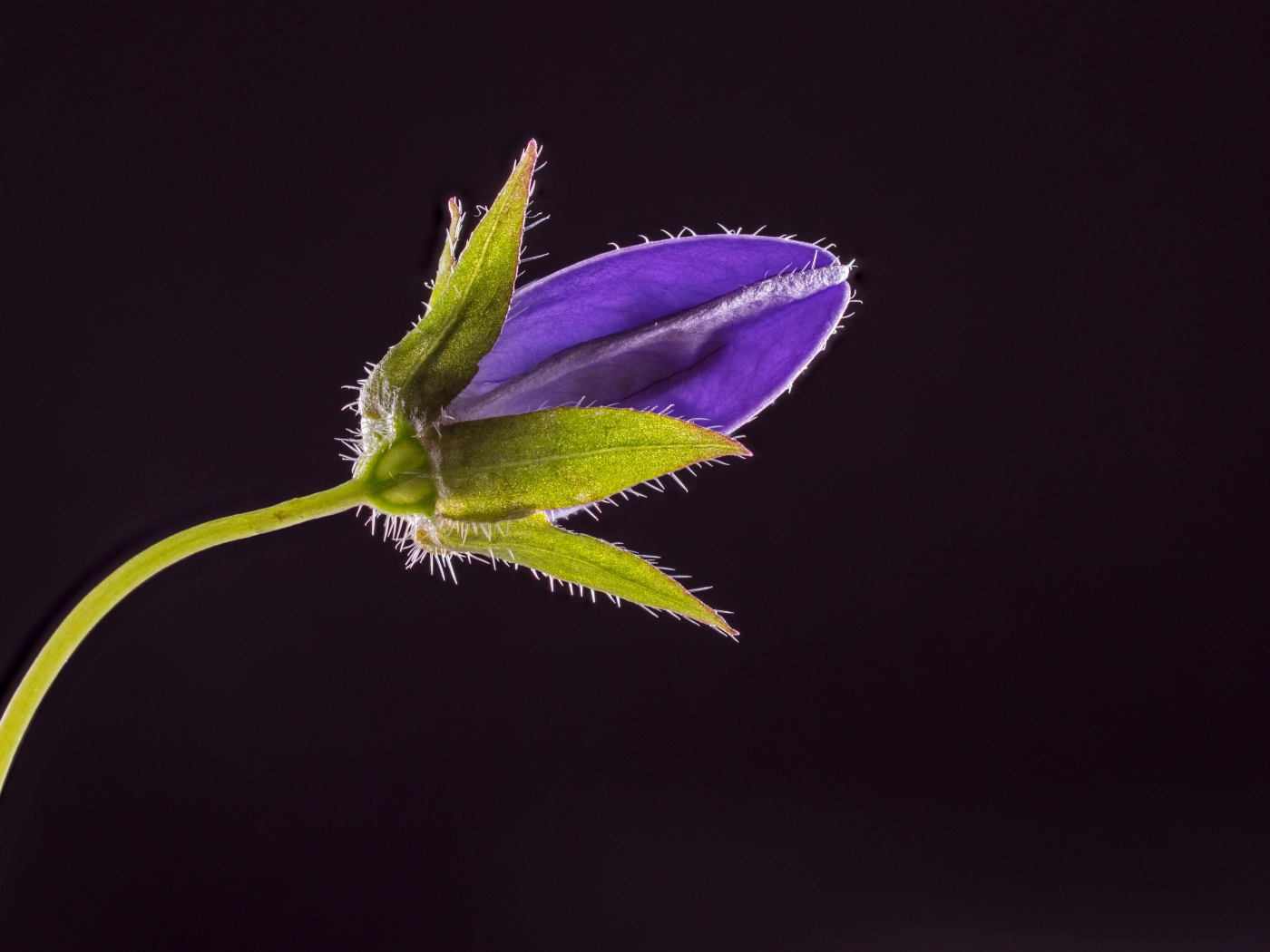 Синий нераспустившийся цветок колокольчика на черном фоне 