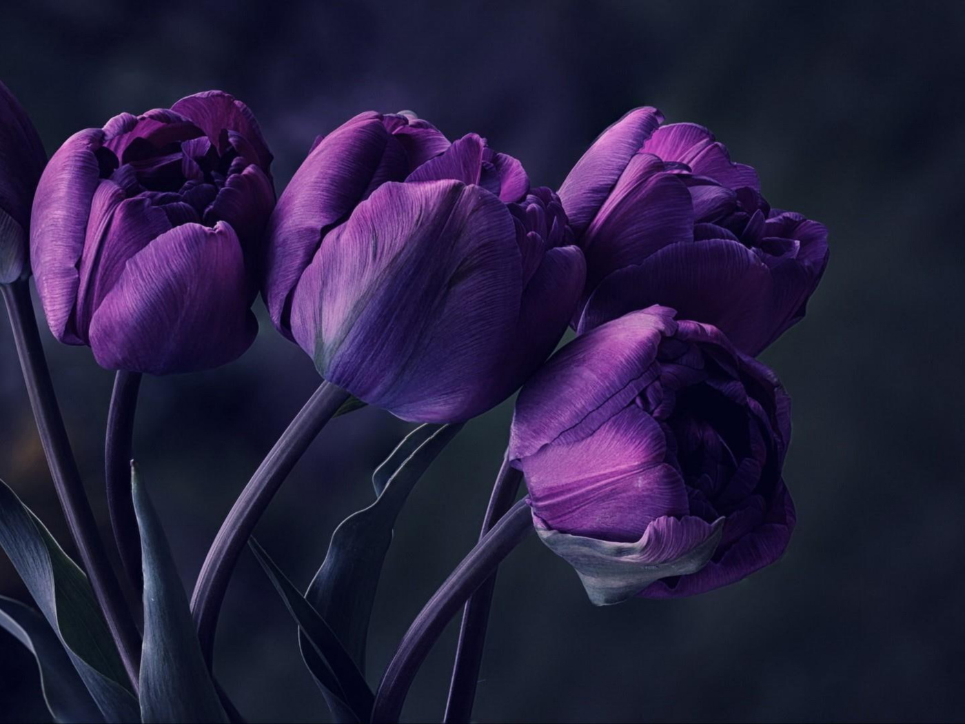 Букет фиолетовых тюльпанов на сером фоне 