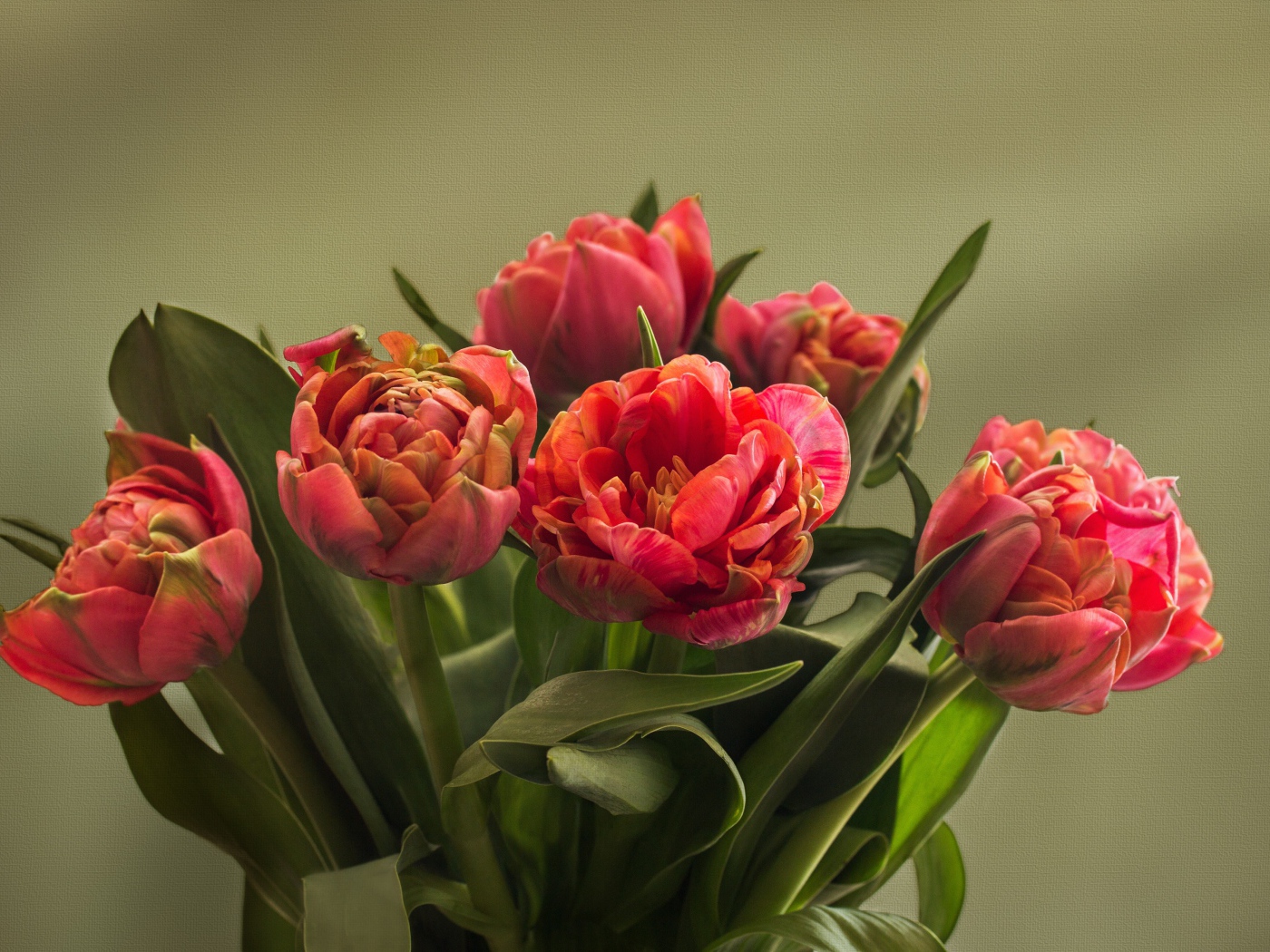 Букет красных тюльпанов с зелеными листьями