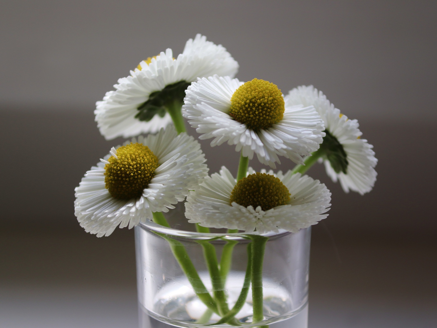 Букет белых маргариток в вазе на сером фоне 