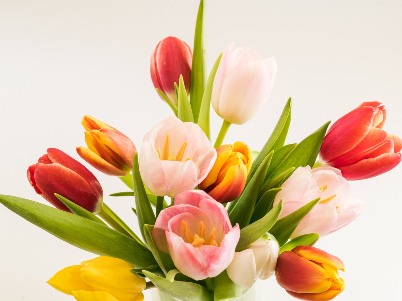 Бутоны разноцветных тюльпанов на сером фоне