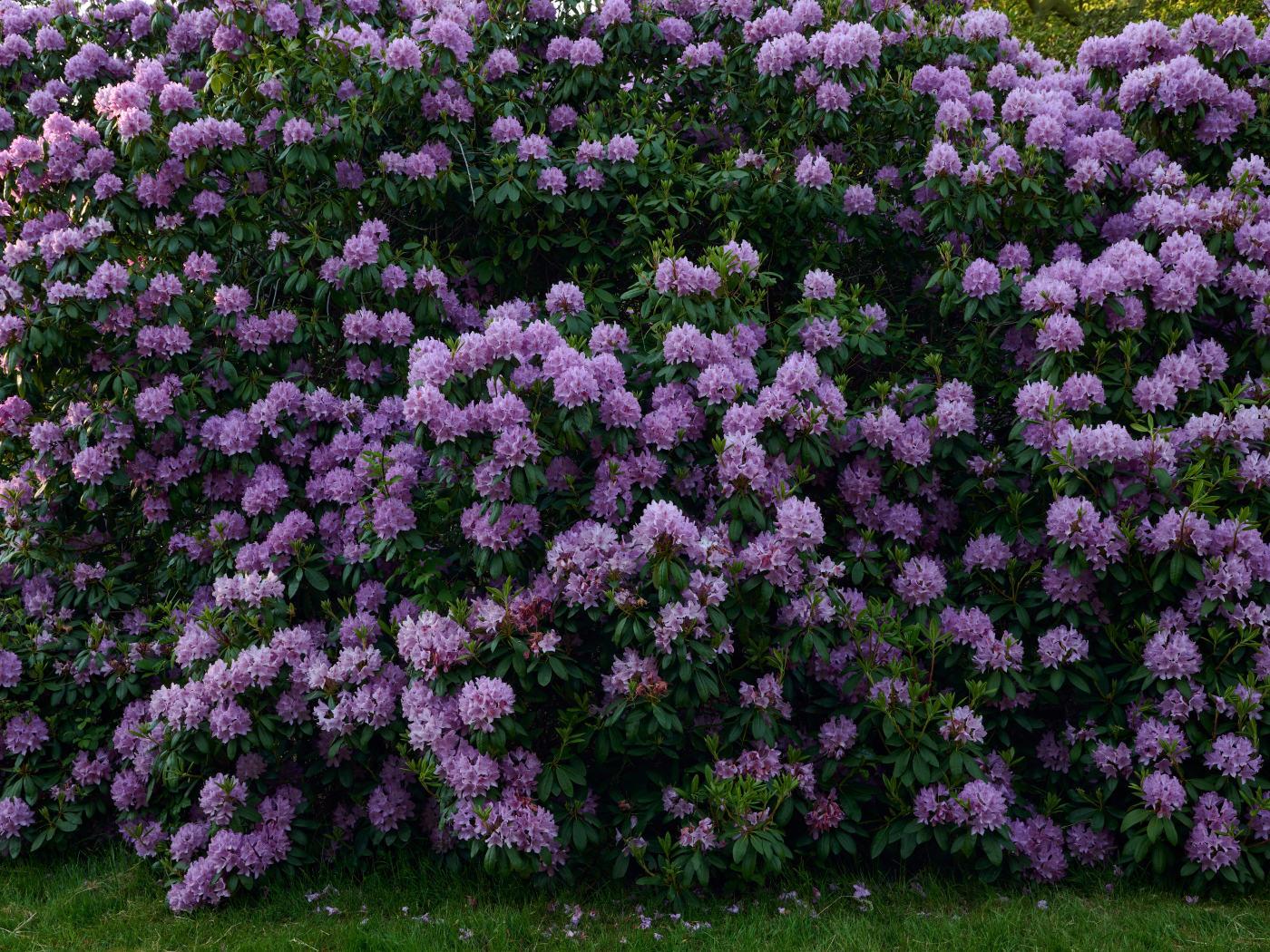Куст с сиреневыми цветами рододендрона