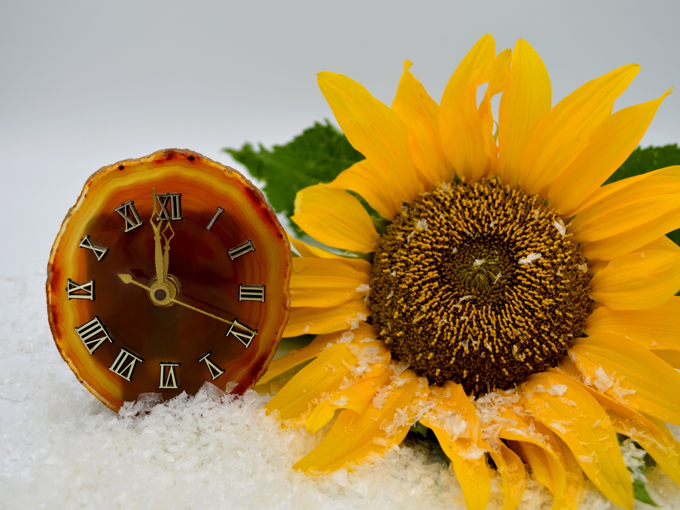 Часы и желтый подсолнух лежат на снегу 