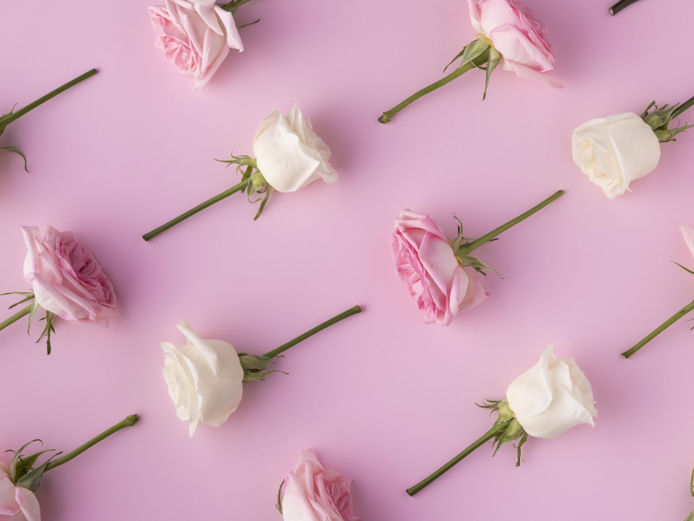 Обрезанные цветы розы на  розовом фоне