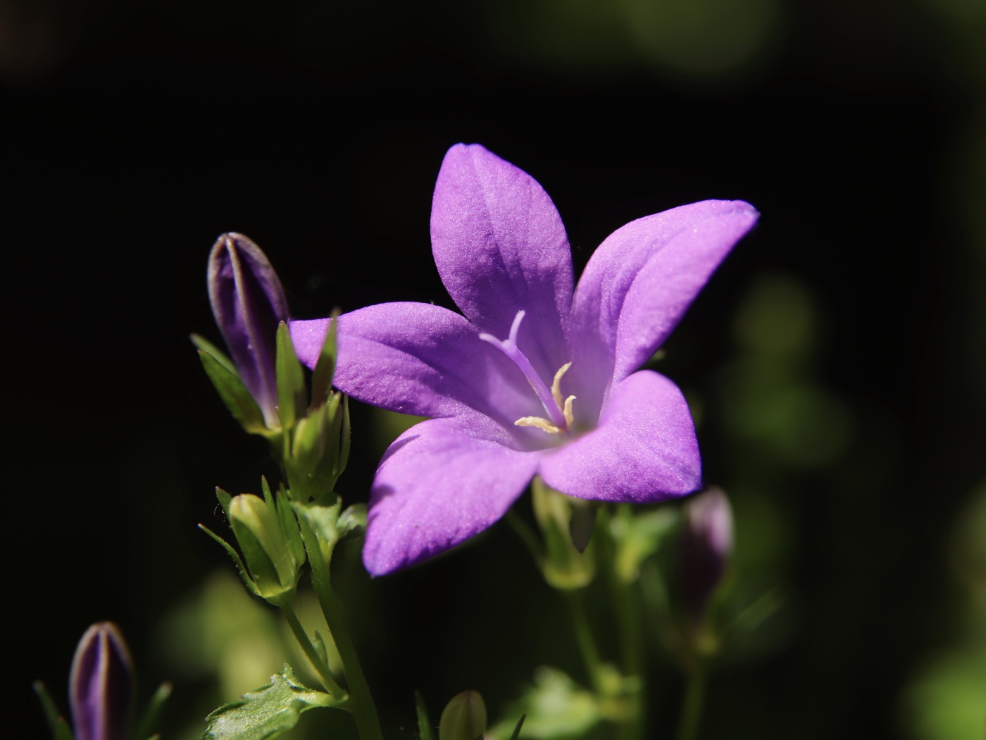 Нежный сиреневый колокольчик с бутонами крупным планом